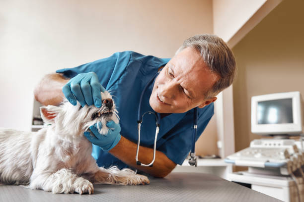 Best Emergency Dental Surgery in Blue Island, IL